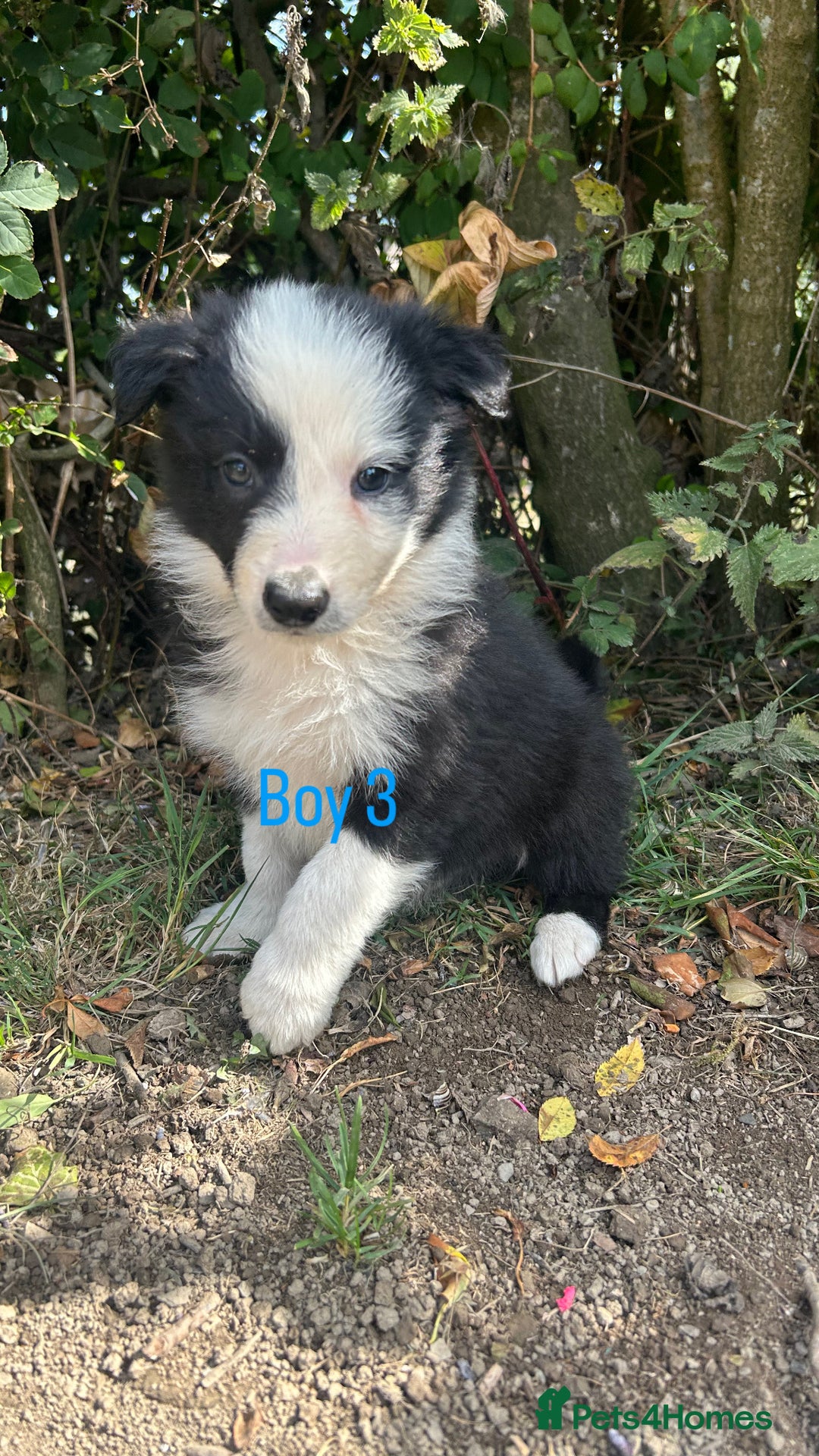 Border Collie dogs for sale: Border collie pups for sale  - Image 3