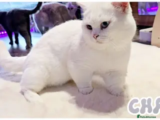Munchkin cats Munchkin British Shorthair White - Advert 7