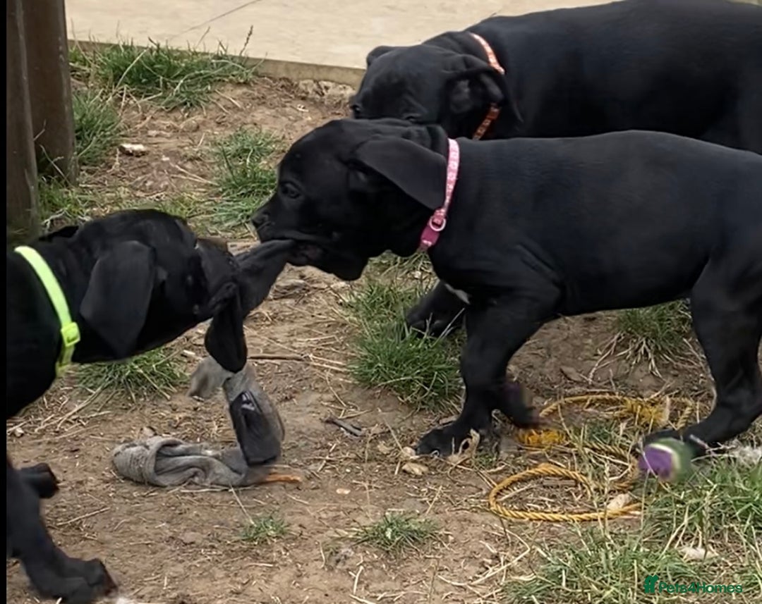 Cane Corso dogs for sale: Big Pure Cane Corso Puppies Ready Now!  - Image 22