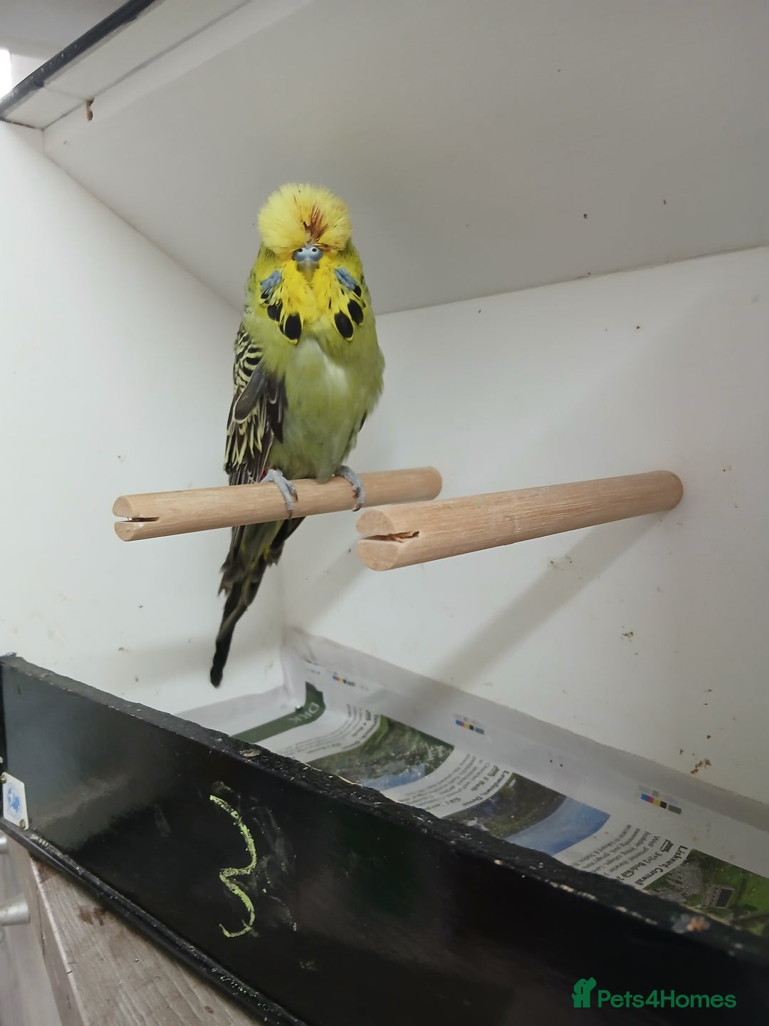 Budgerigars birds for sale: Budgerigars  - Image 7