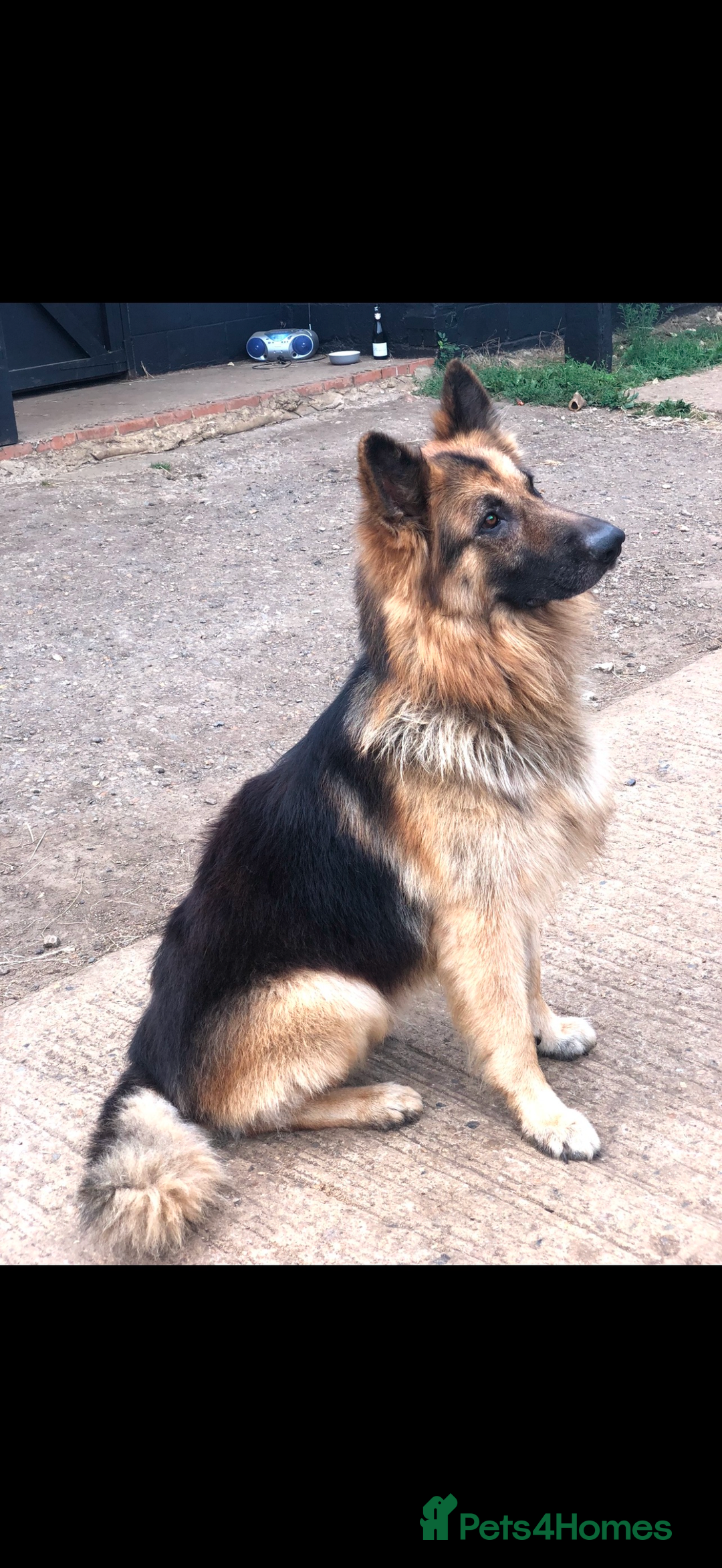 Mixed Breed dogs for sale: Ultimate Family Companion Dogs  - Image 9