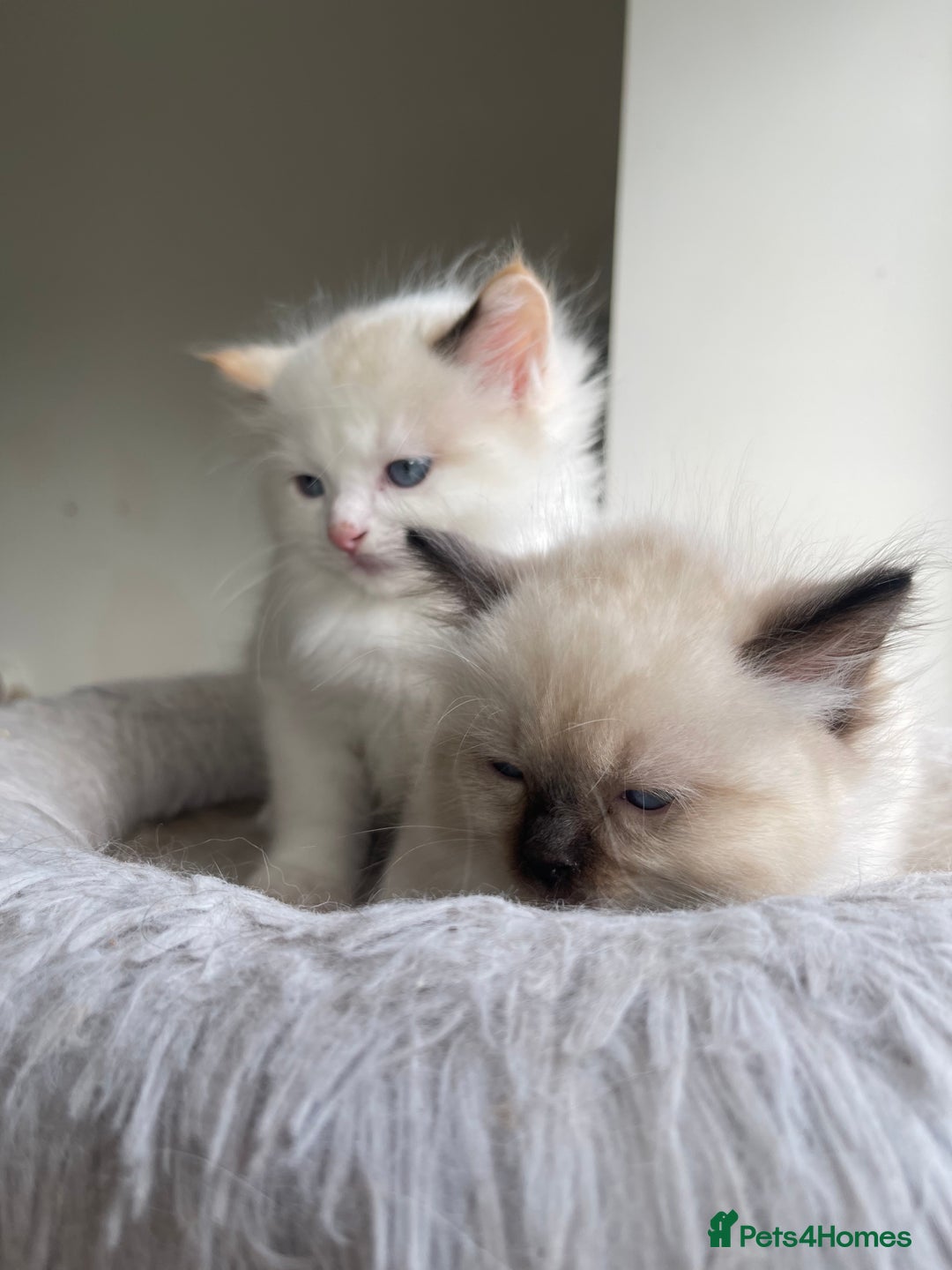Ragdoll cats for sale: 🌟 Stunning Ragdoll Kittens 🌟 - Image 16