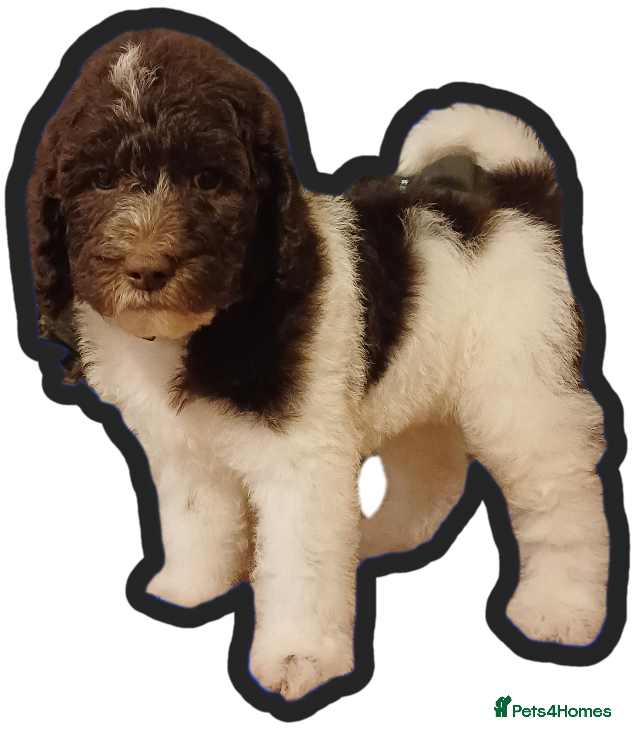 Labradoodle dogs Lovable F3B Parti Labradoodle Puppies  - Advert 1