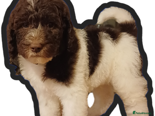 Labradoodle dogs Lovable F3B Parti Labradoodle Puppies - Advert 1