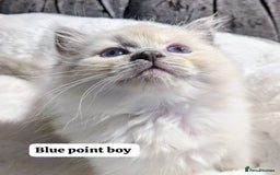 Ragdoll cats for sale: 💕💛GCCF Registered 💛💕Pedigree Ragdoll kittens - Image 9