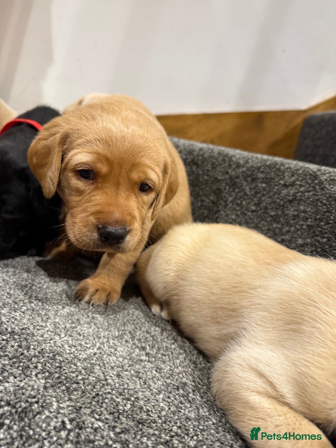 Labrador Retriever dogs for sale: Early Autumn Labrador Puppies - Image 11