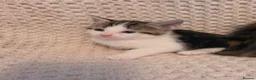 Mixed Breed cats for sale: Kittens  - Advert 7