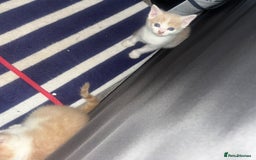 Mixed Breed cats for sale: 4 beautiful kittens  - Image 5