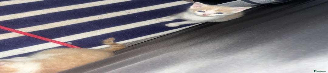 Mixed Breed Kitten 3