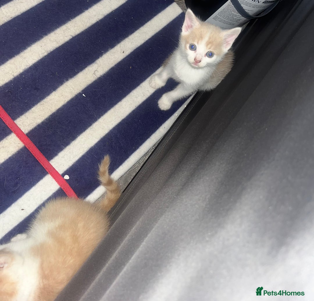 Mixed Breed cats for sale: 4 beautiful kittens  - Image 5