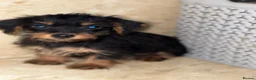 Yorkshire Terrier dogs for sale: Yorkshire terrier puppies - Advert 2