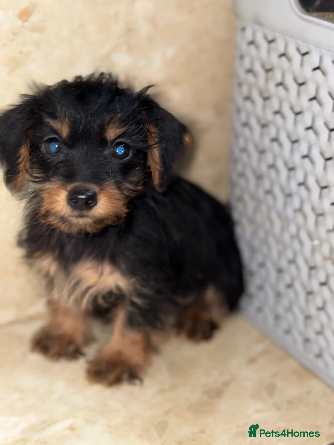 Yorkshire Terrier dogs for sale: Yorkshire terrier puppies - Advert 2