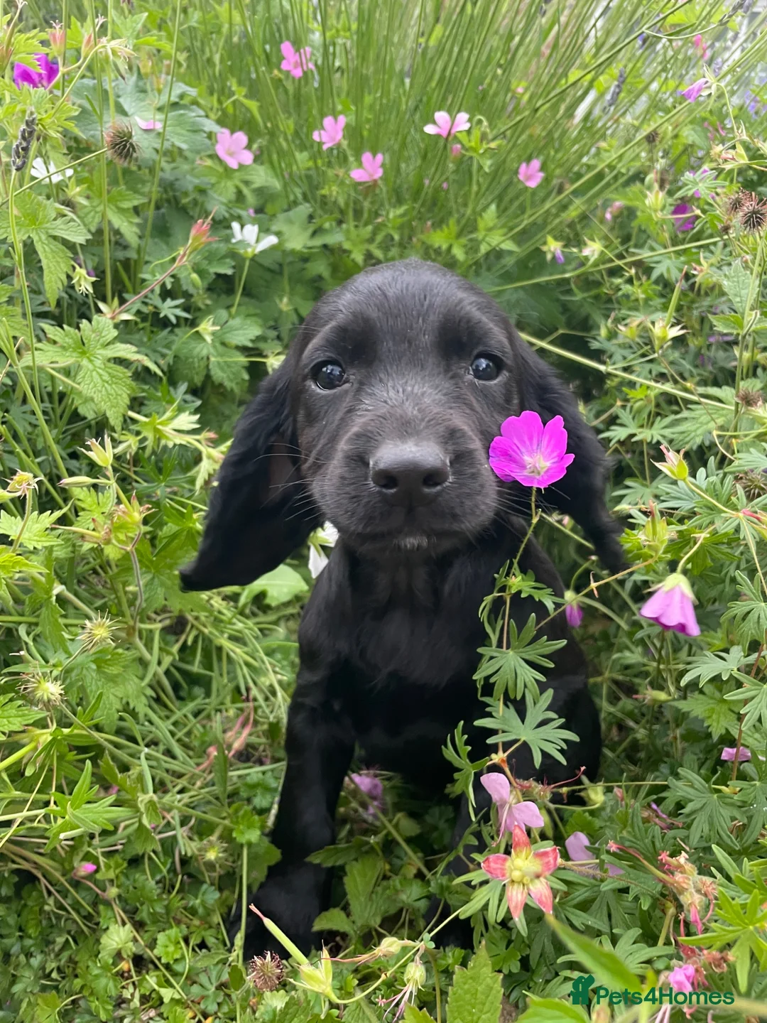 Cocker Spaniel dogs for sale: READY NOW -Vac & Chip - Family Cocker Spaniel Pups - Advert 10
