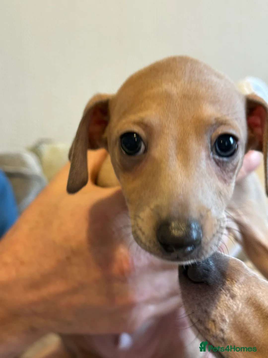 Italian Greyhound dogs for sale: KC Italian greyhound 4 boys available  - Advert 6
