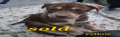 Yellow collar