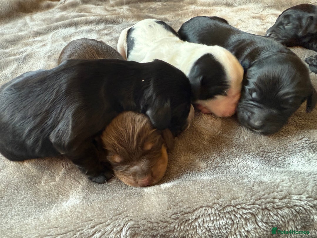 Cocker Spaniel dogs for sale: 7 cocker spaniel puppies for sale  - Advert 6