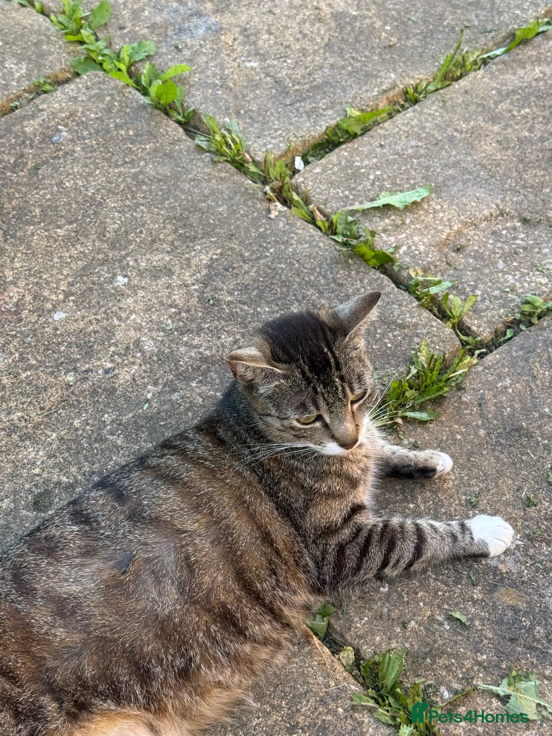 European cats for sale: 3 beautiful kittens - Image 7