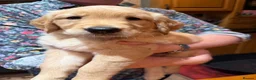 Golden Retriever dogs for sale: KC Registered Golden Retriever Puppies - Advert 14