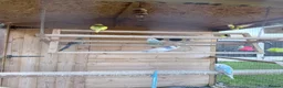 Budgerigars birds for sale: Beautiful budgies  in Derby - Advert 4