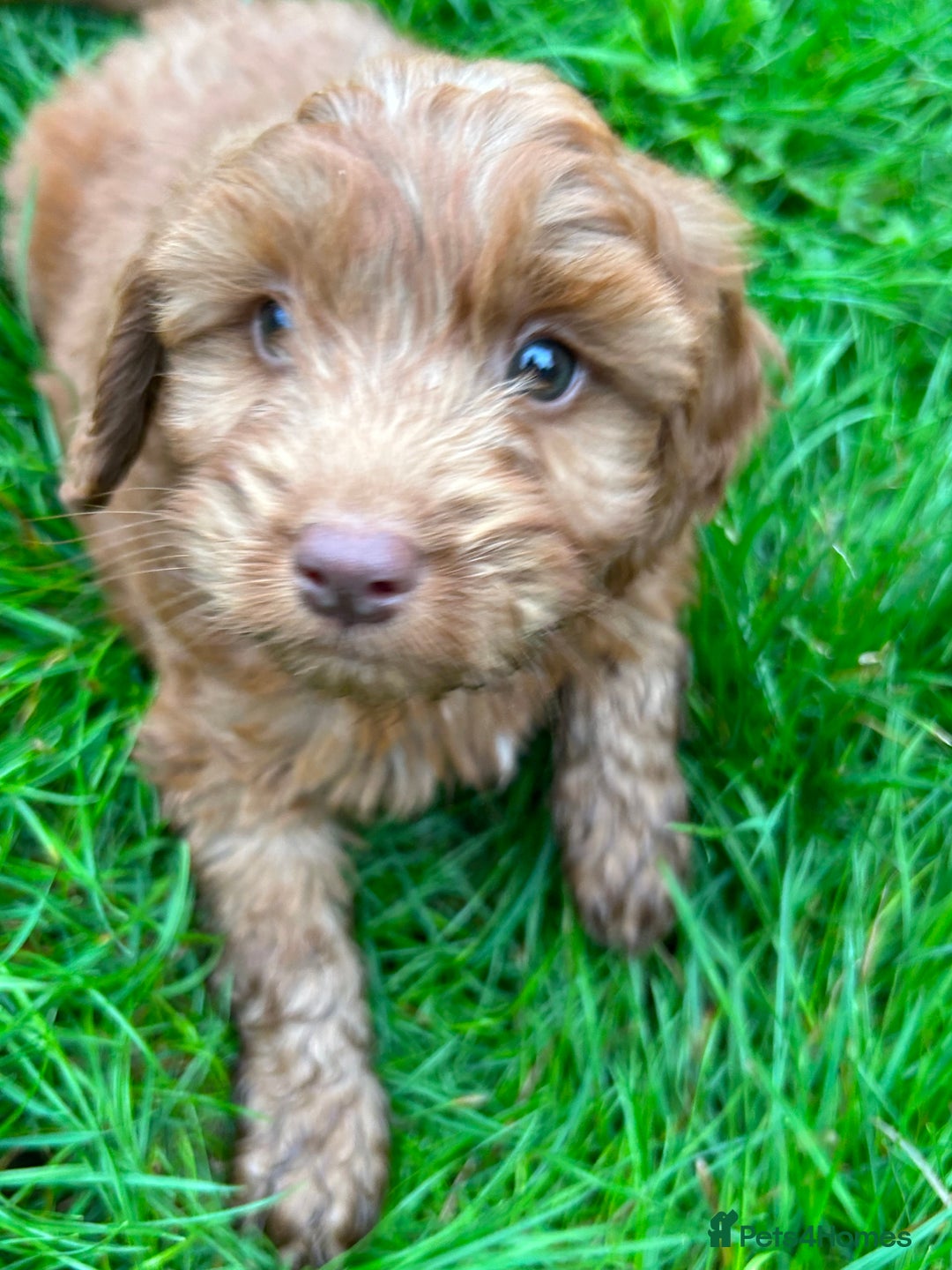Cockapoo dogs for sale: Beautiful miniature Teddybear Cockerpoos puppies  - Image 13