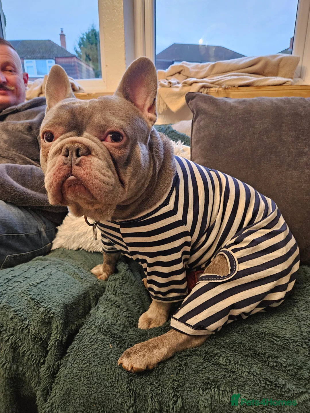 French Bulldog dogs for sale: 2 year old French bulldog for sale - Advert 1