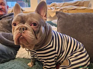 French Bulldog dogs 2 year old French bulldog for sale - Advert 1