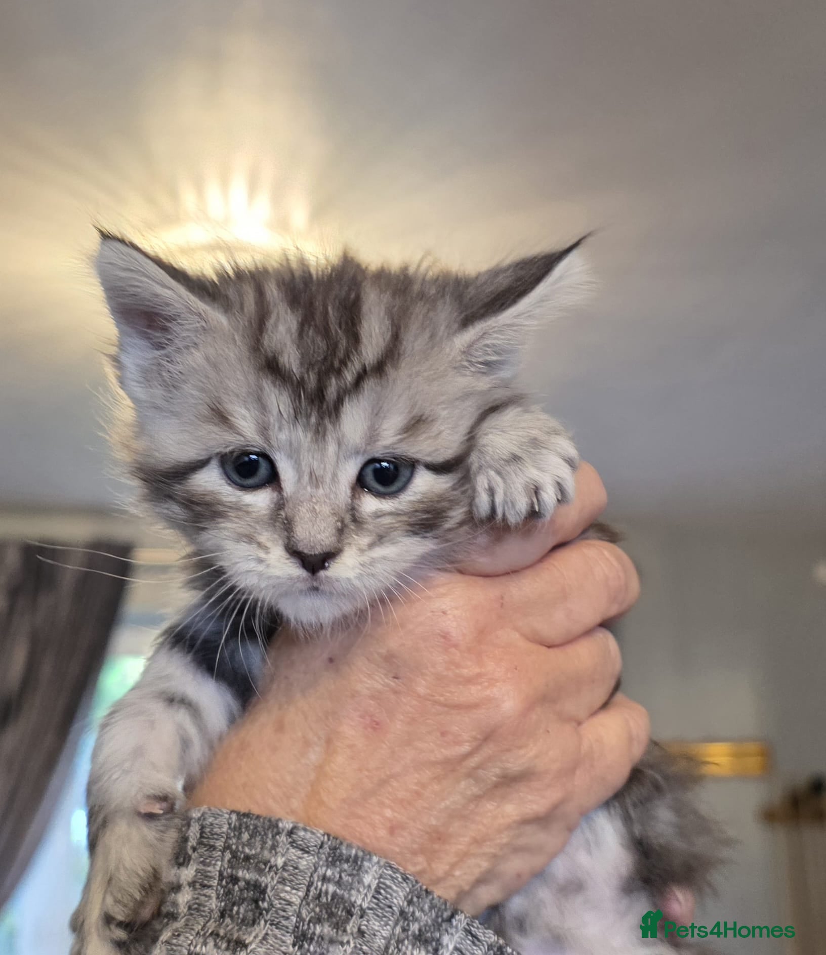 Mixed Breed cats Half Main Coon kittens - Advert 3