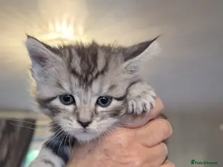 Mixed Breed cats Half Main Coon kittens - Advert 3