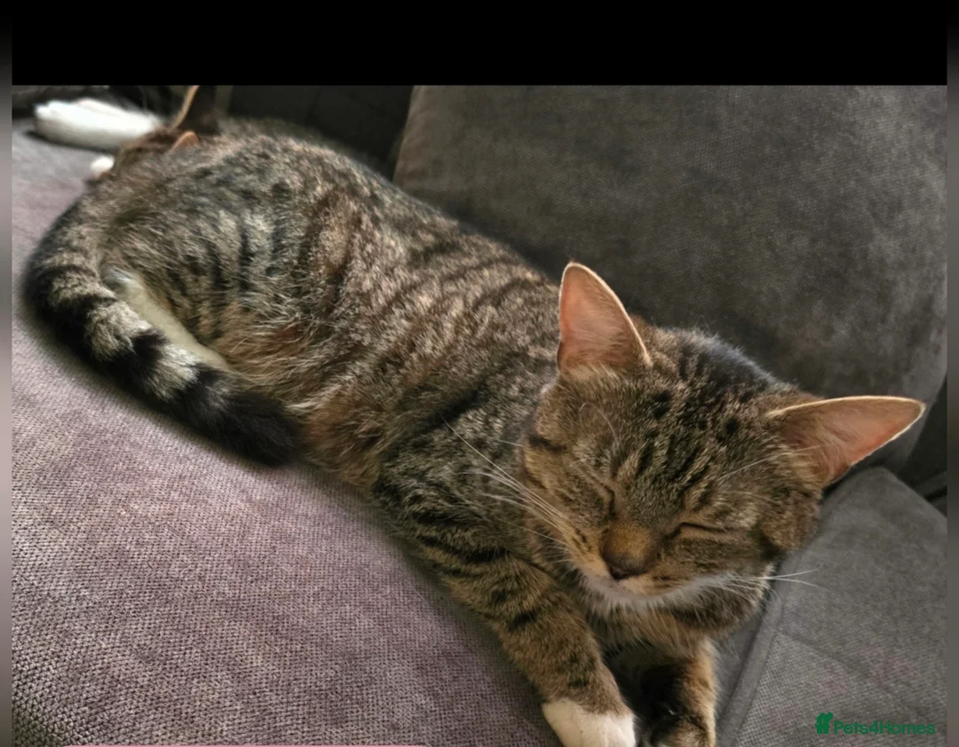 Mixed Breed cats for sale: Beautiful kittens  - Advert 7