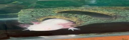 Axolotl reptiles for sale: Albino Axolotl  in Hengoed - Advert 3