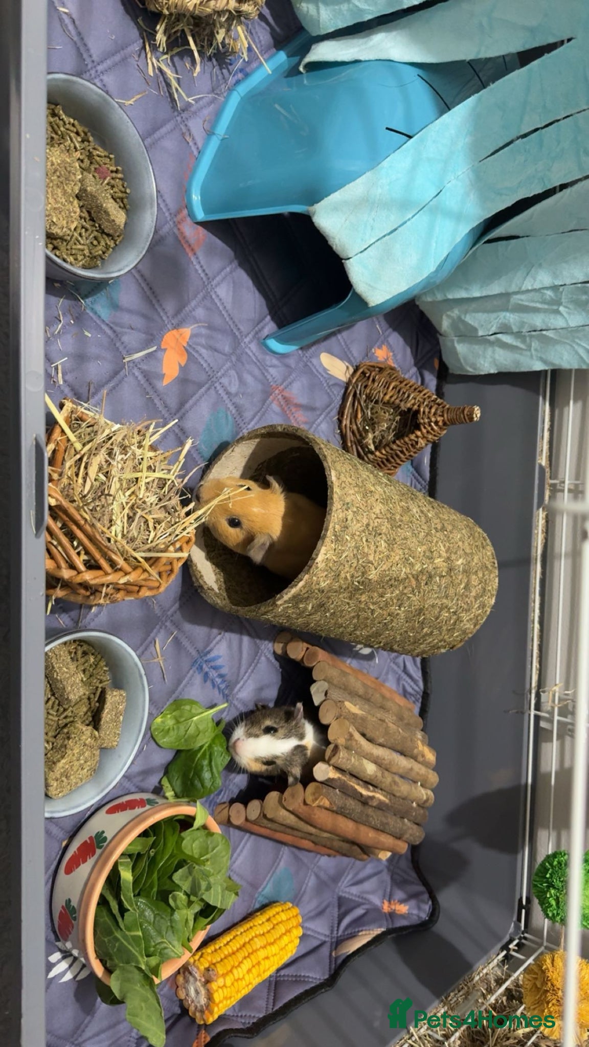 Guinea Pig rodents Male guineapig - Advert 2