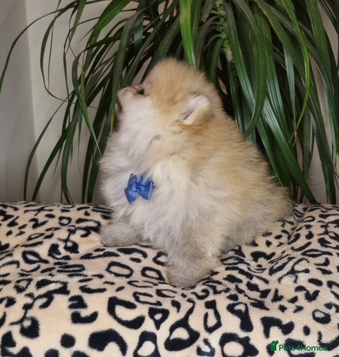 Pomeranian dogs for sale: CHAMPION BLOODLINE 3 female 1 male - Image 19
