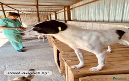Mixed Breed dogs for adoption: Pixel, 3-4 yrs old. Available for adoption. - Image 17