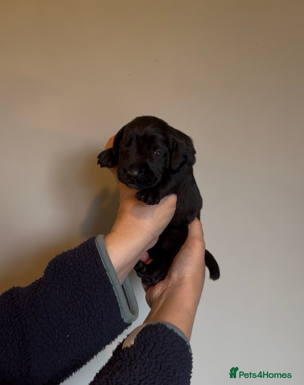 Mixed Breed dogs Beautiful litter of working GWPxLab puppies - Advert 2