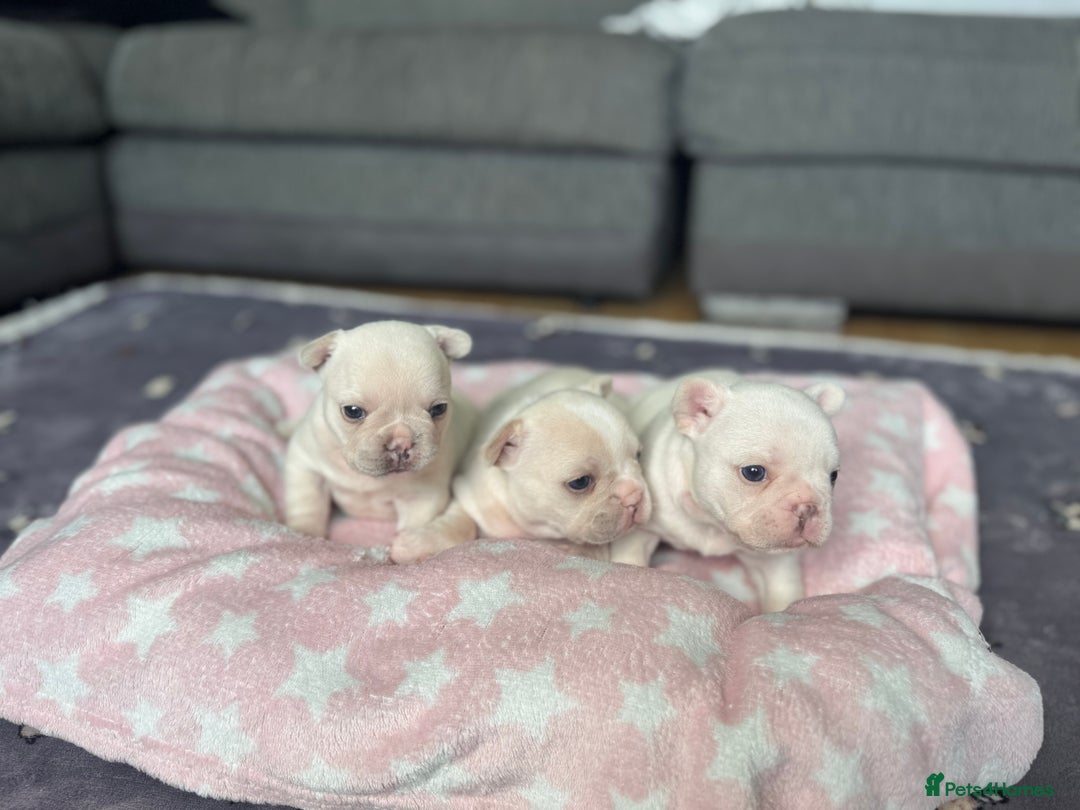 French Bulldog dogs for sale: KC FRENCH BULLDOG PUPPIES - READY NOW - Image 10