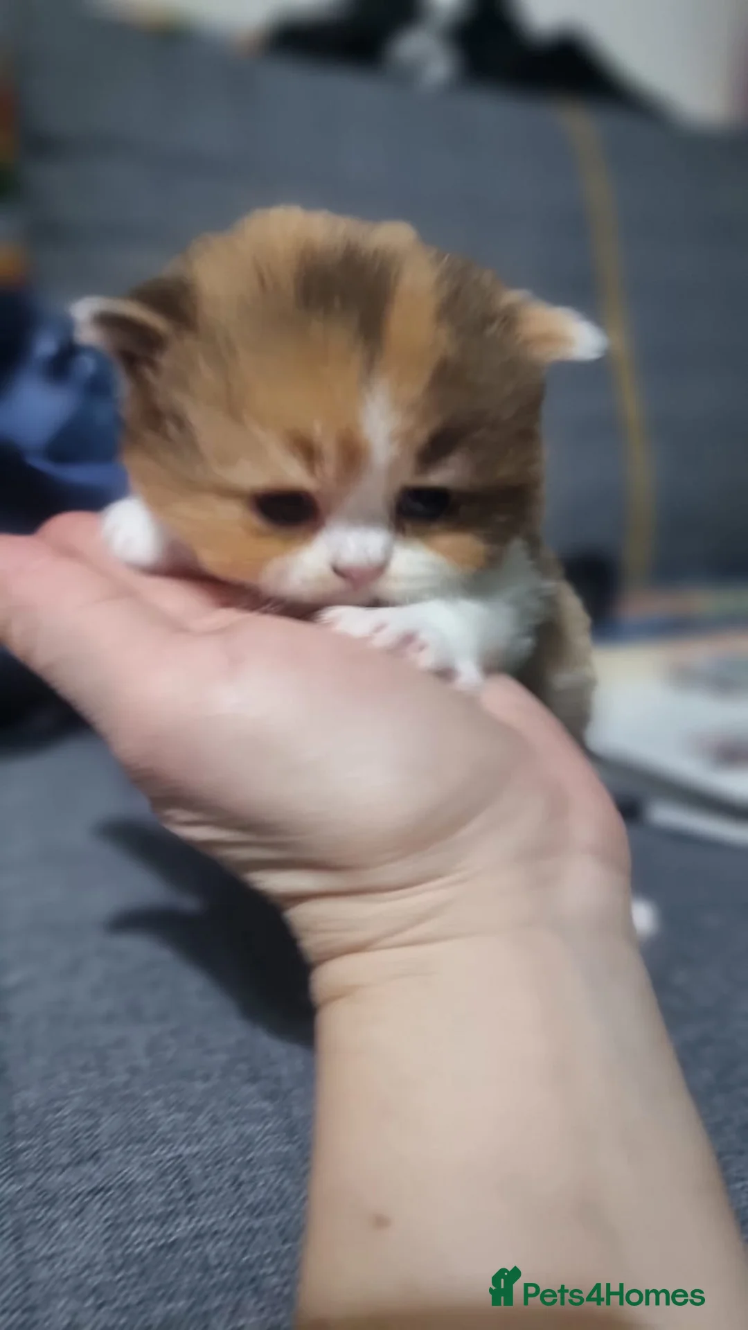 British Shorthair cats for sale: Pedigree Registered British Shorthair kittens   - Advert 15