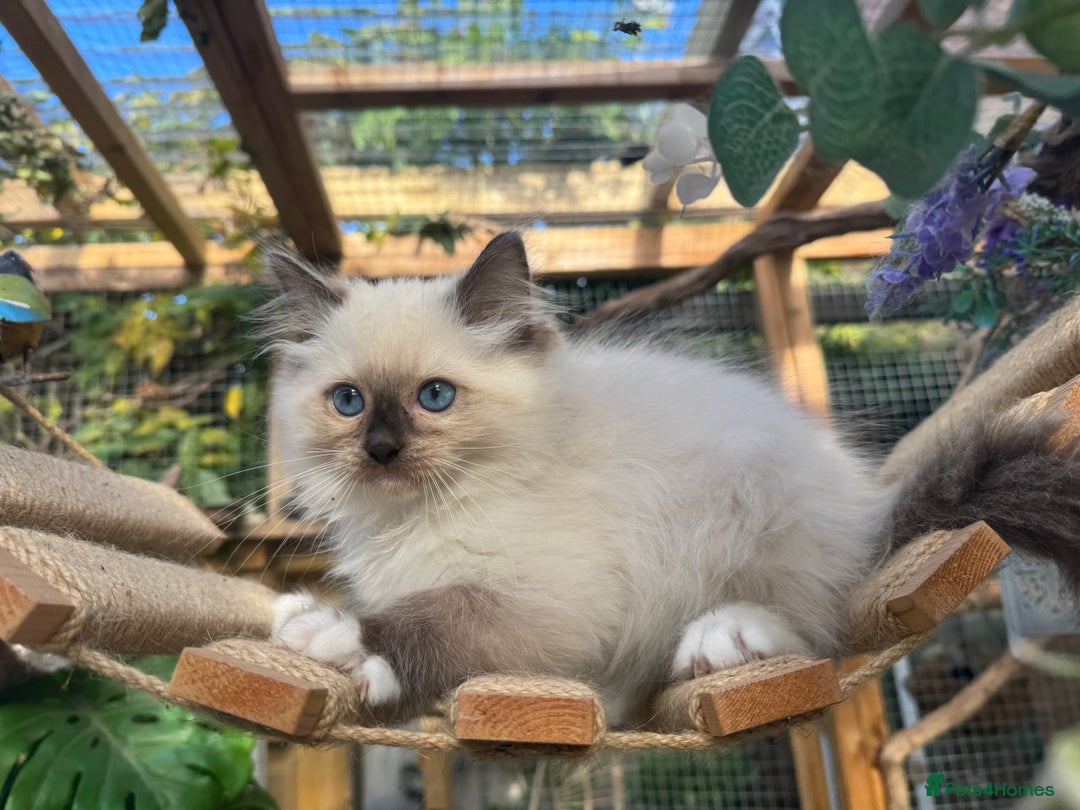 Ragdoll cats for sale: 🚨 Gorgeous, pedigree Ragdoll Puffballs! 🚨  - Image 24
