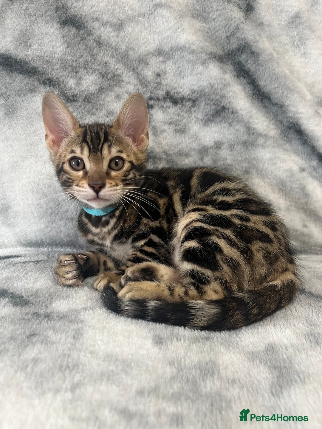 Bengal cats for sale: 🏡Stunning Tica registered Bengal Kittens  🐾 - Image 21
