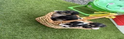 Jack Russell dogs for sale: Jack Russell four lovely boys 💙 for sale - Advert 7