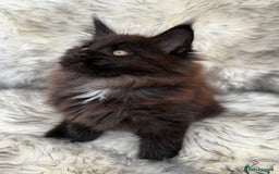 Maine Coon cats for sale: Maine Coon Kittens ❤️ GCCF and TICA registered  - Image 14