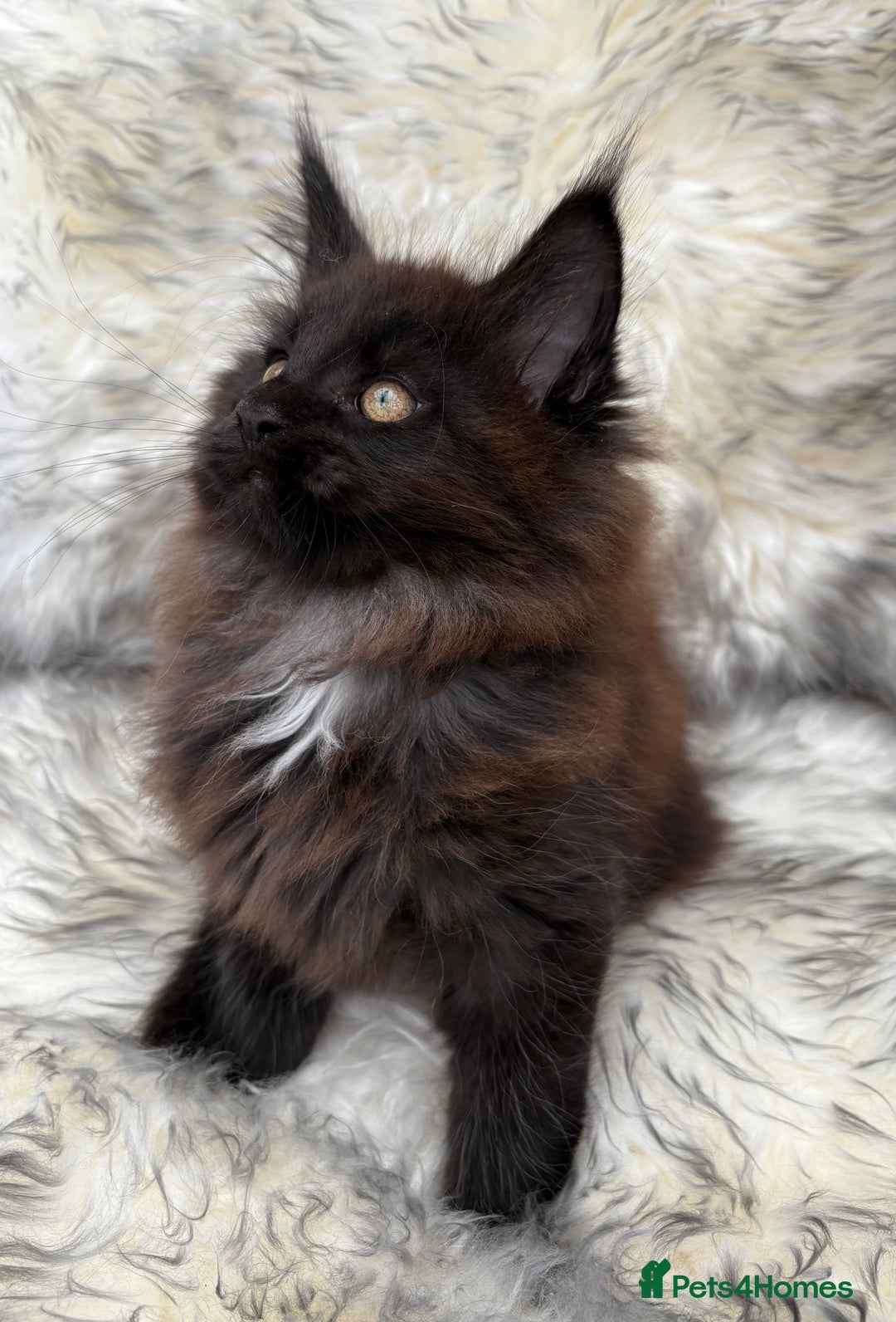 Maine Coon cats for sale: Maine Coon Kittens ❤️ GCCF and TICA registered  - Image 14