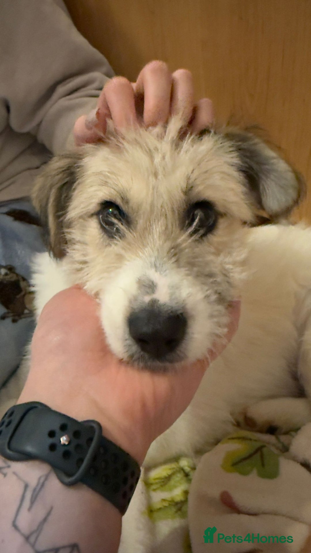 Mixed Breed dogs for adoption: Pumpkin for adoption!  - Advert 2