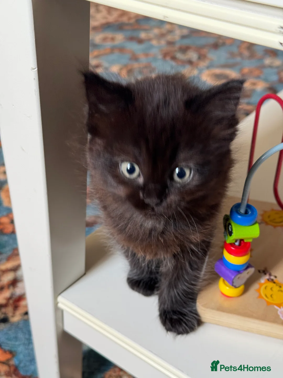 Ragdoll cats for sale: beautiful cat  - Advert 3