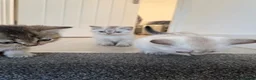British Shorthair cats for sale: LAST Full pedigree British shorthair female 🐾 - Advert 12
