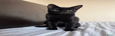 Neo