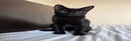 Mixed Breed cats for sale: 4 adorable kittens for sale - Advert 15