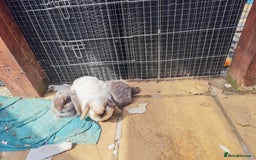 Mini Lop rabbits for sale: Female bonded rabbits  - Image 2