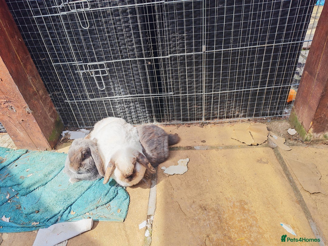 Mini Lop rabbits for sale: Female bonded rabbits  - Image 2