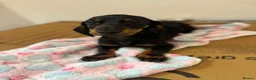 Miniature Dachshund dogs for sale: Adorable Miniature Dachshund Girl in Enfield - Advert 11