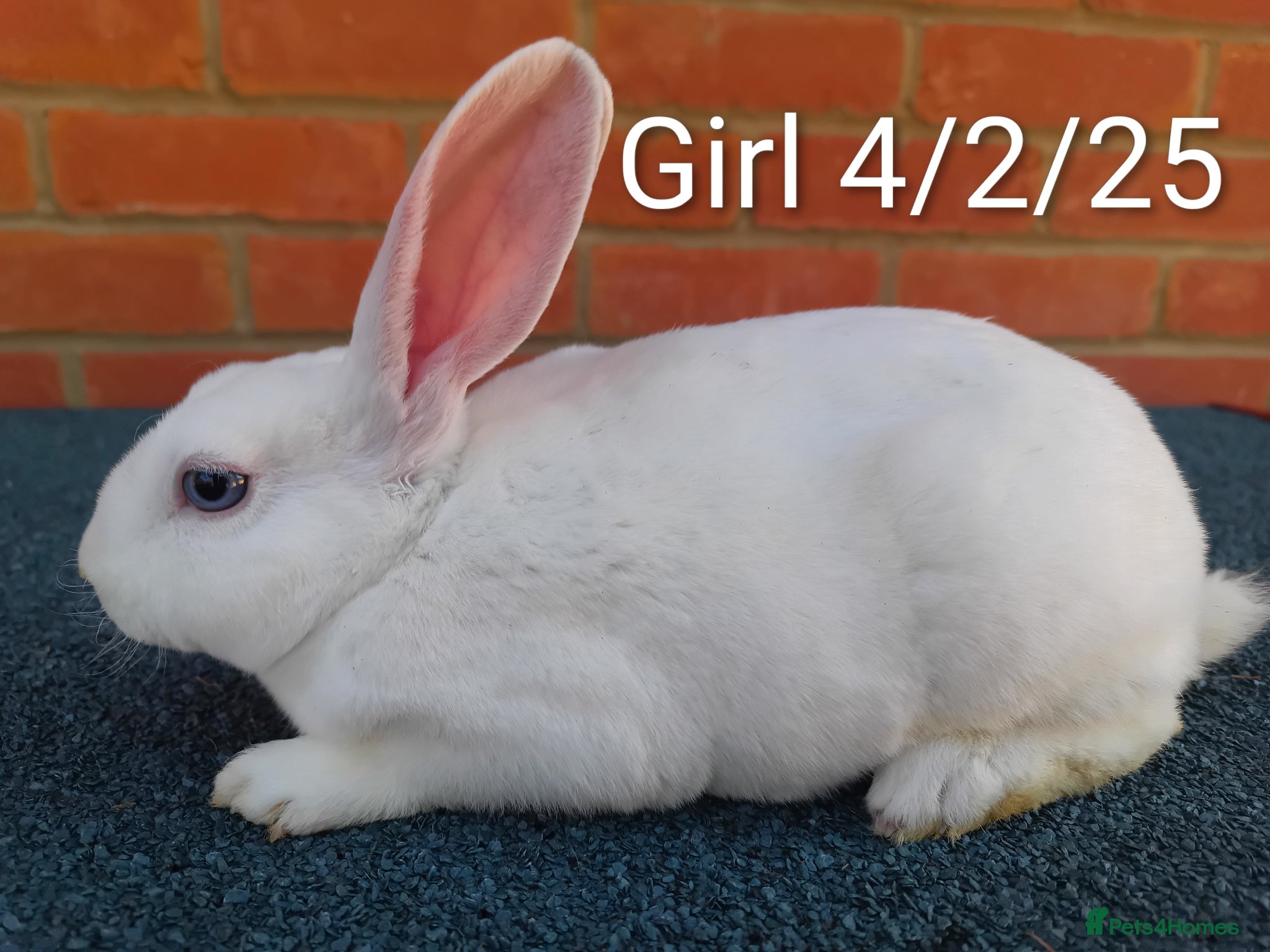 Rex rabbits Mini Rex BEW Bucks and Does Rabbits - Advert 5